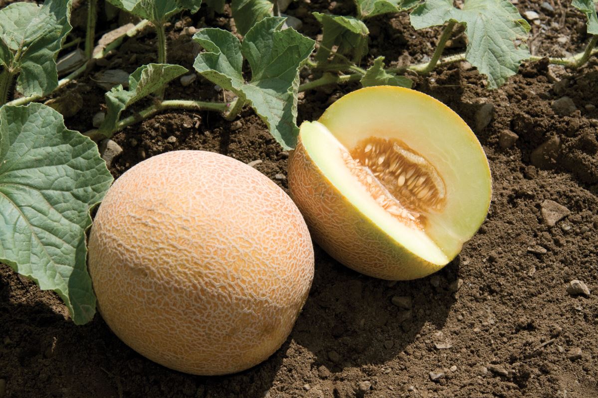 San Juan – Melon Seed